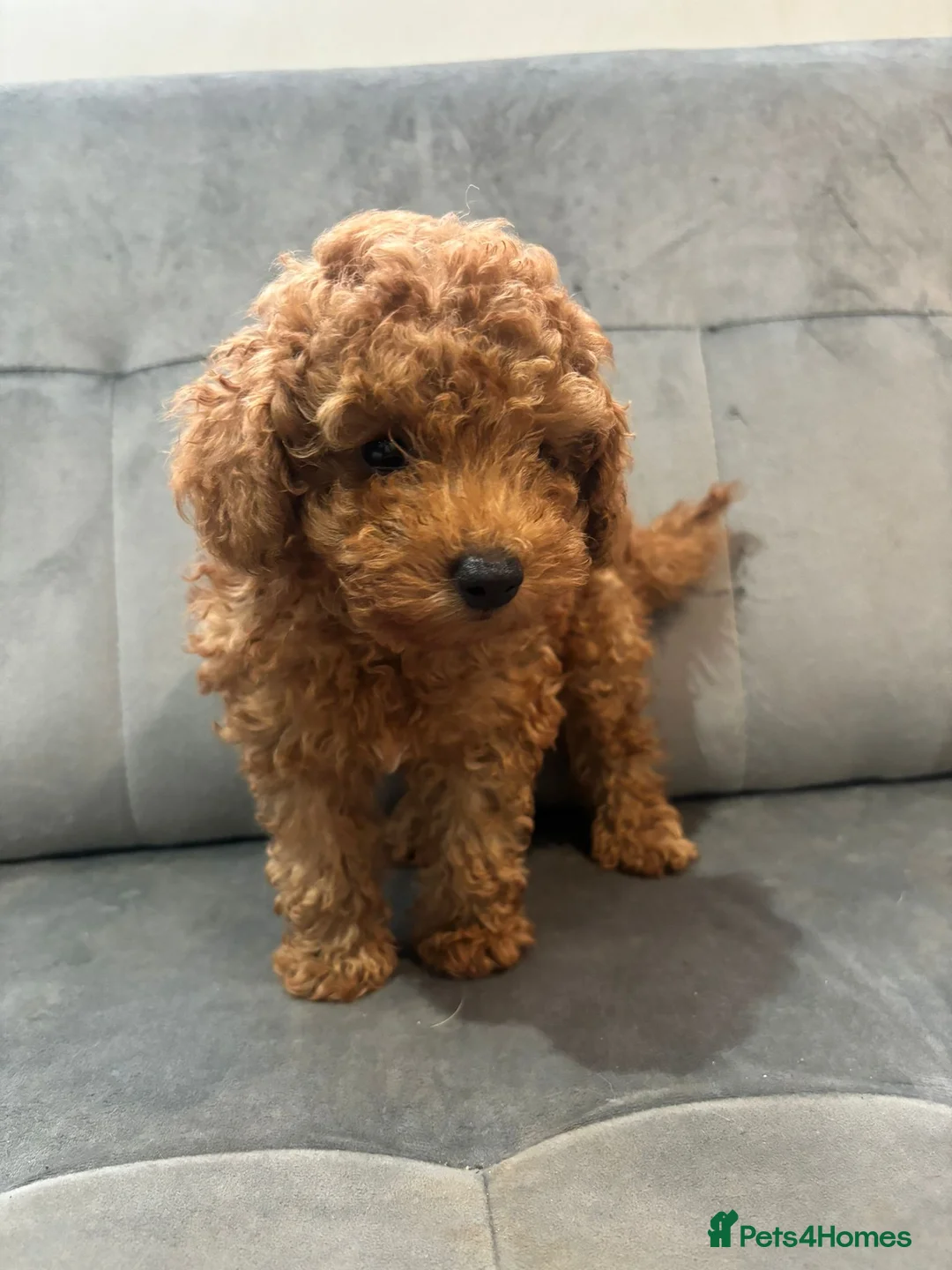 Toy Poodle dogs for sale: Toy Poodle for sale  - Advert 1