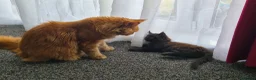 Maine Coon cats for sale: MaineCoon male kittens - Advert 22