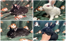 Netherland Dwarf rabbits for sale: Beautiful Unusual Colours Baby Netherland dwarfs  - Image 1