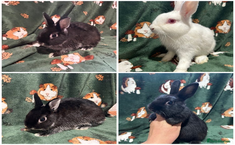 Netherland Dwarf rabbits - Advert 4