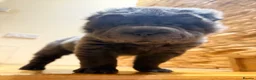 Shar Pei dogs for sale: Two beautiful Blue Shar Pei puppies (Male) - Advert 11
