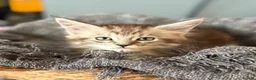 Maine Coon cats for sale: Beautiful Maine Coon kittens **READY NOW*** - Advert 16