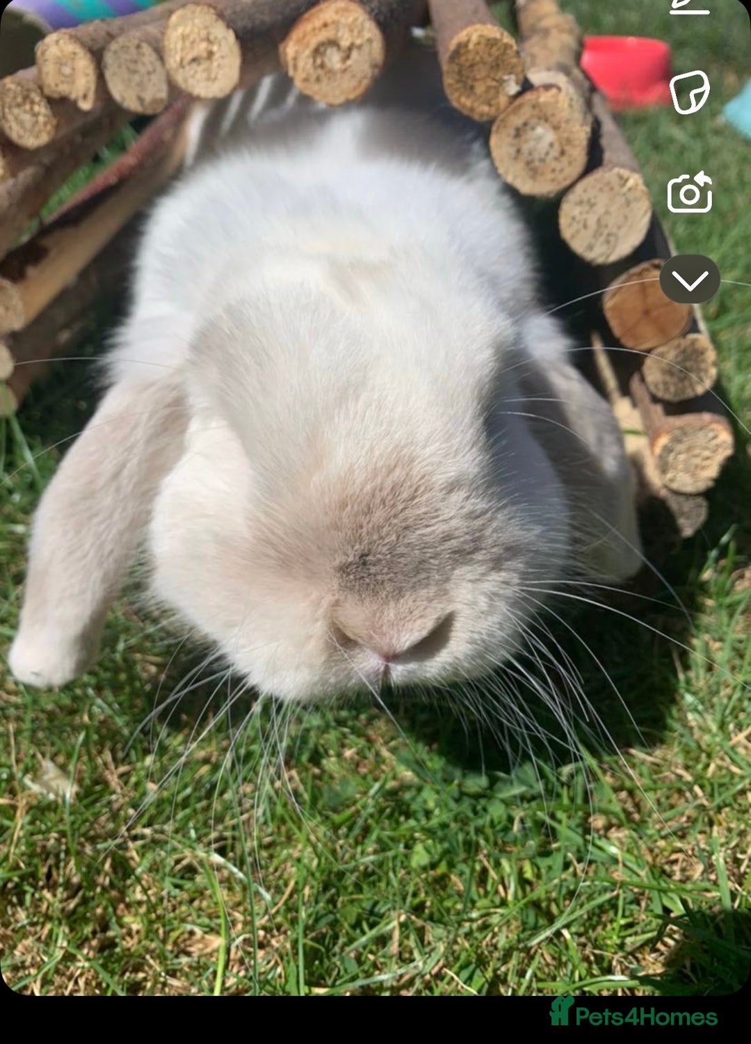 Mini Lop rabbits for sale: Male mini lop  - Image 5