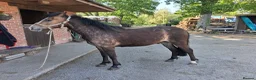 New Forest horses for sale: Smart NF gelding - Advert 3