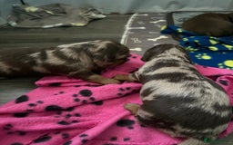 Dachshund dogs for sale: Long haired  - Image 14