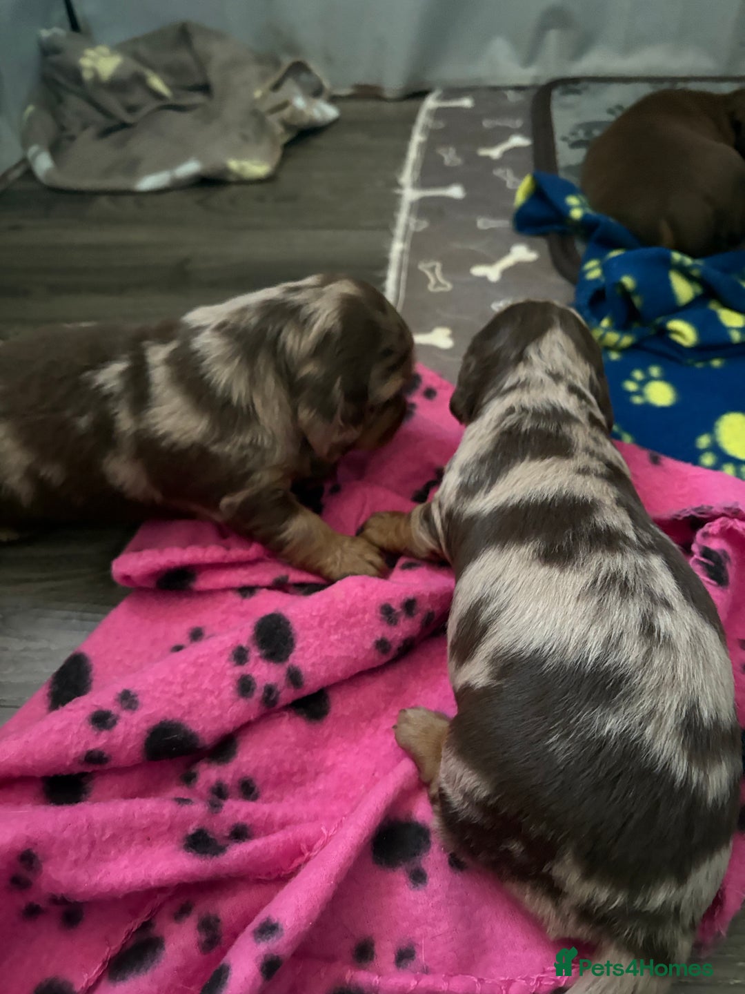 Dachshund dogs for sale: Long haired  - Image 14