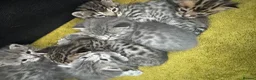 Bengal cats for sale: 3/4 blue bengal  kittens - Advert 1