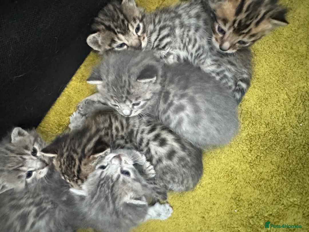 Bengal cats for sale: 3/4 blue bengal  kittens - Advert 1