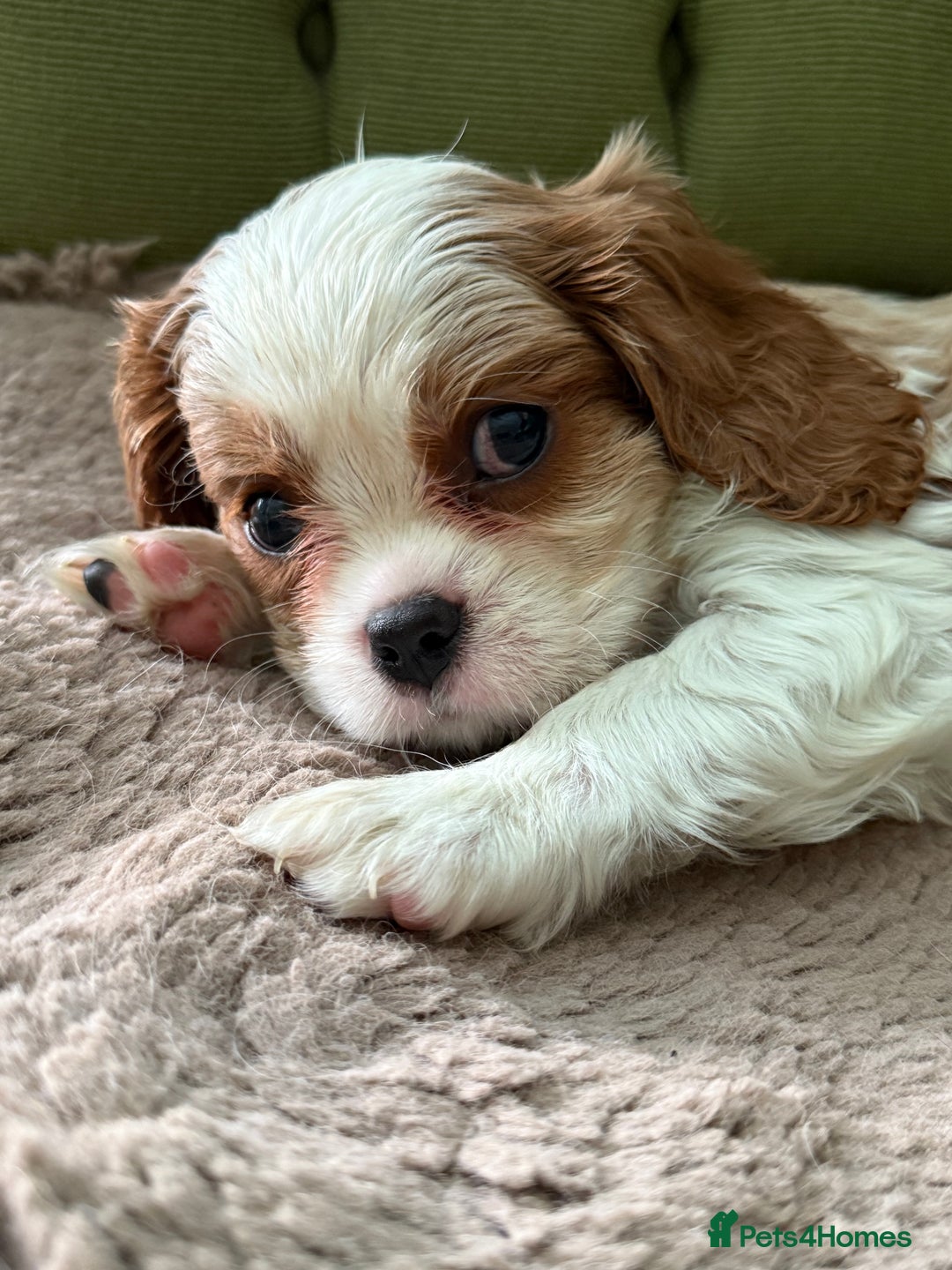 Cavalier King Charles Spaniel dogs for sale: Gorgeous boy 👑true King Charles👑 Cavalier - Image 4