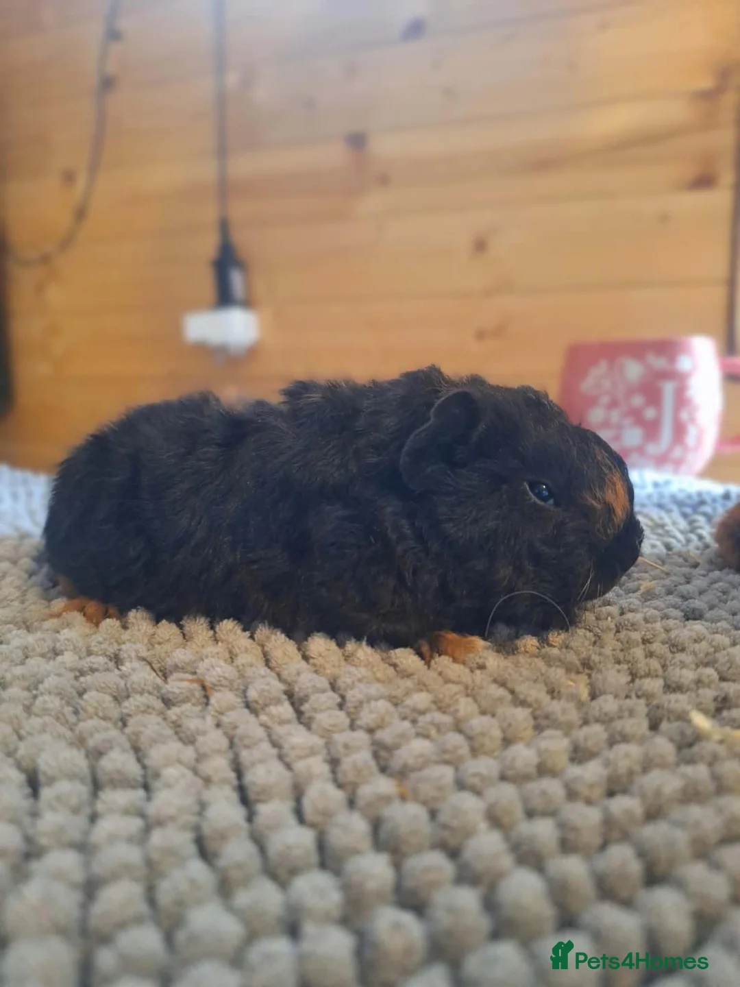 Guinea Pig rodents for sale: Texel baby guinea pigs  - Advert 6