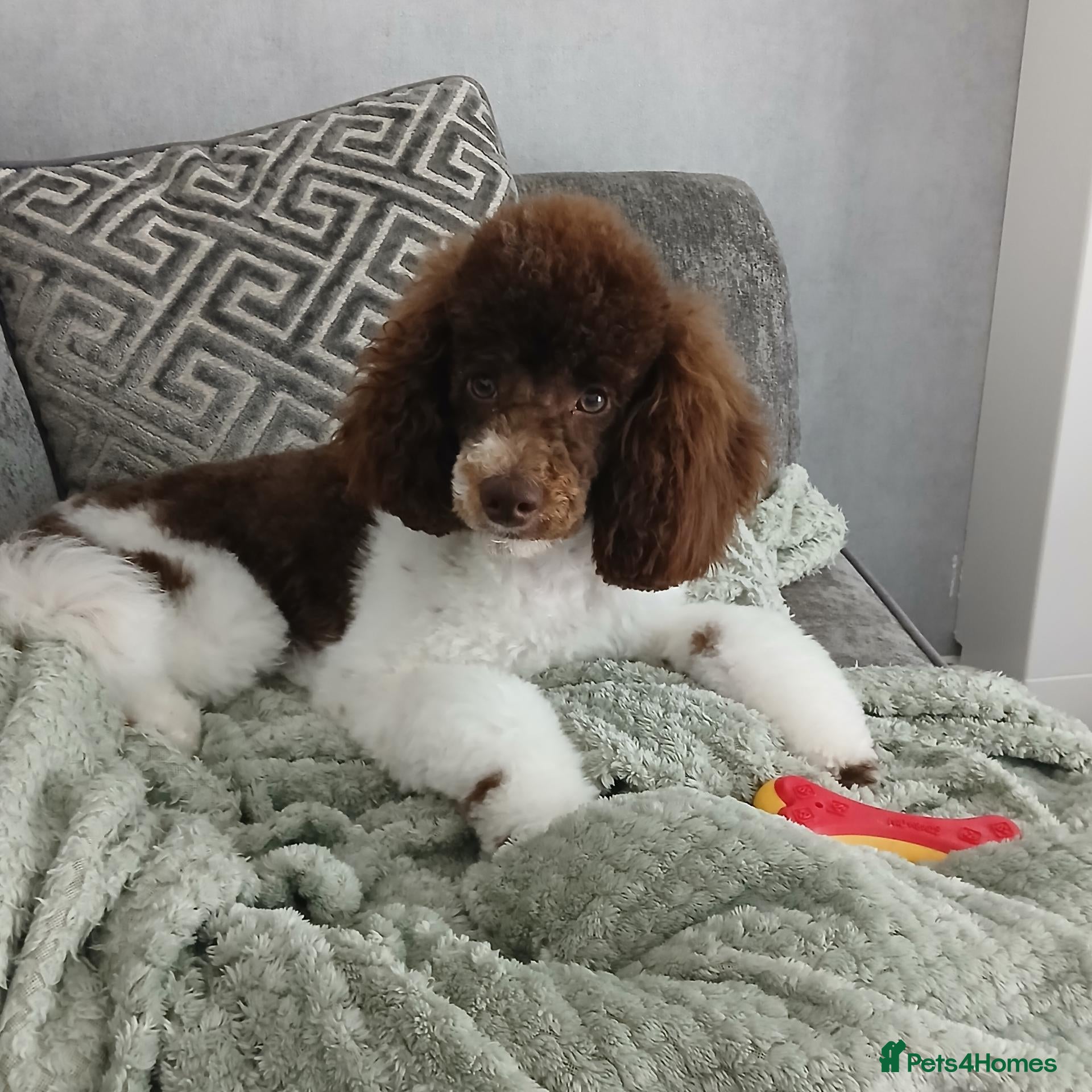 Toy Poodle dogs Ralphie parti toy poodle  - Advert 17