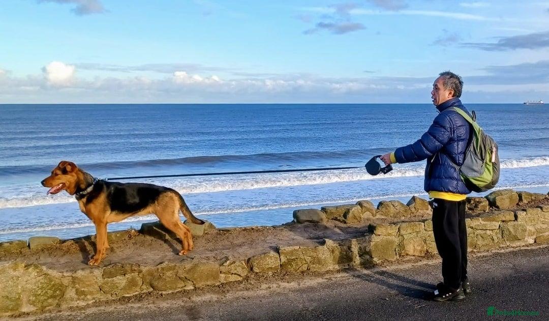 Mixed Breed dogs for adoption: Steph – 6 years old, Female, Mixed Breed - Advert 2