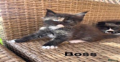 Maine Coon cats - Advert 10