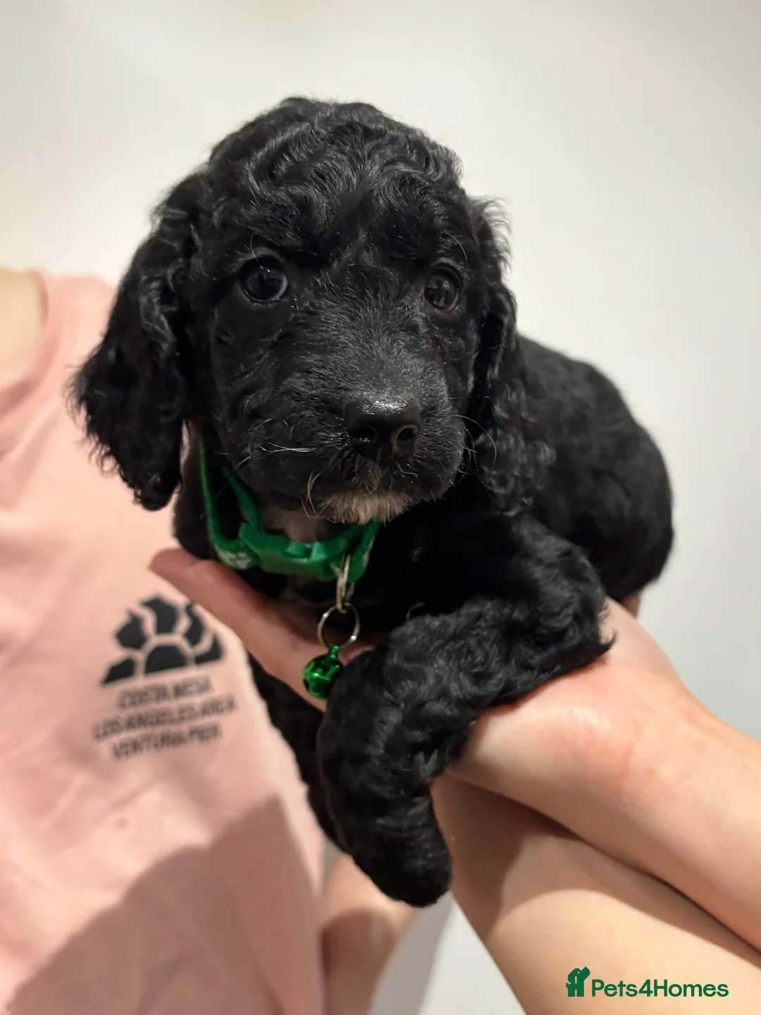 Cockapoo dogs for sale: Beautiful Cockapoo Puppies – 6 Boys & 2 Girls - Advert 12