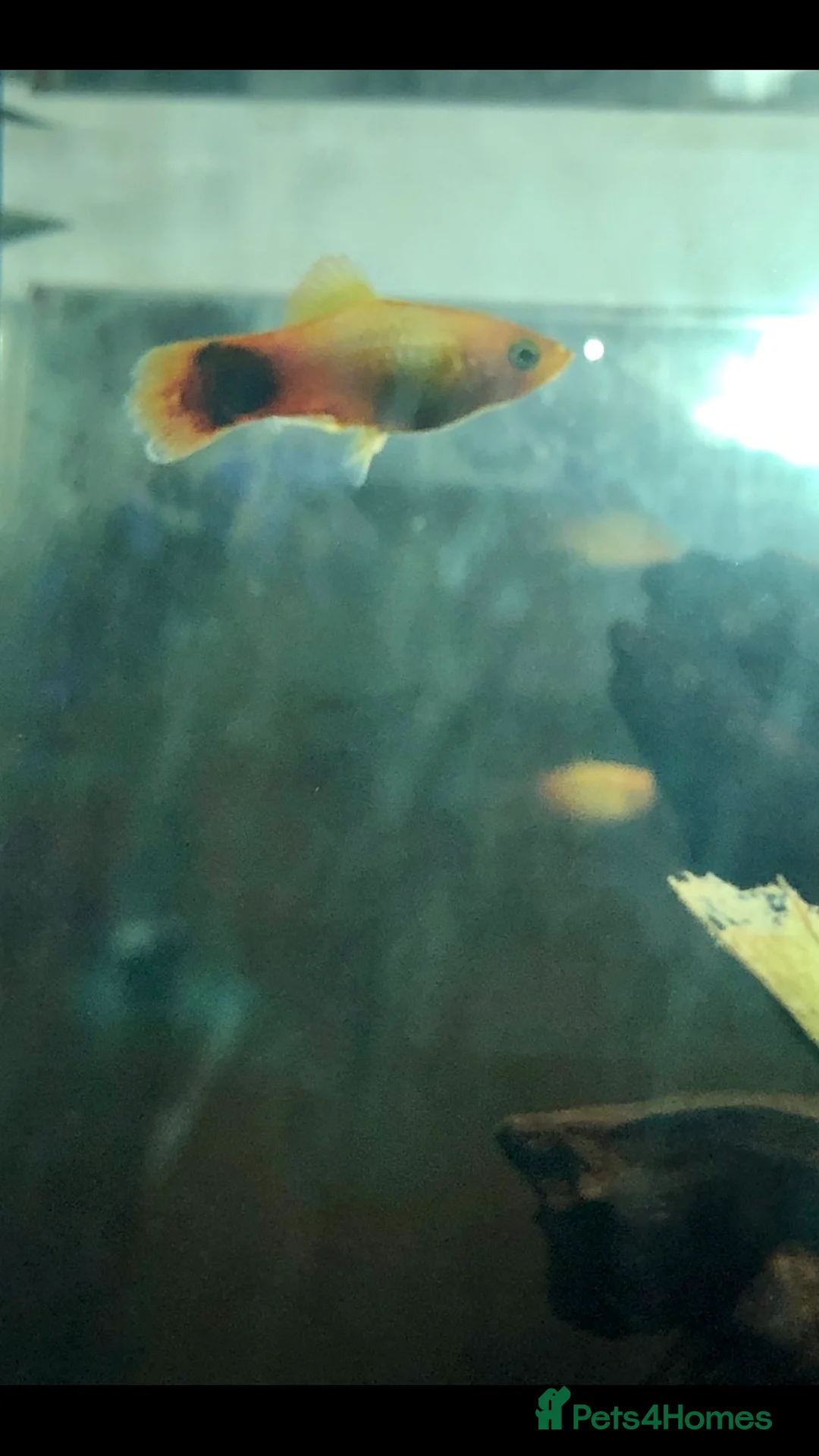 Tetras fish for sale: One platy and three tetras - Advert 2