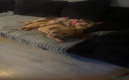 American Bully dogs for sale: Male and female  - Image 2