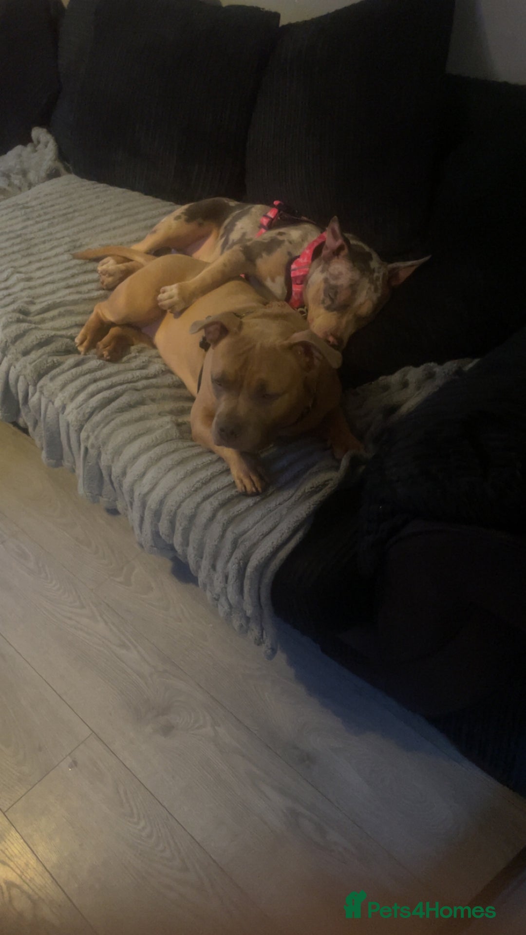 American Bully dogs for sale: Male and female  - Image 2