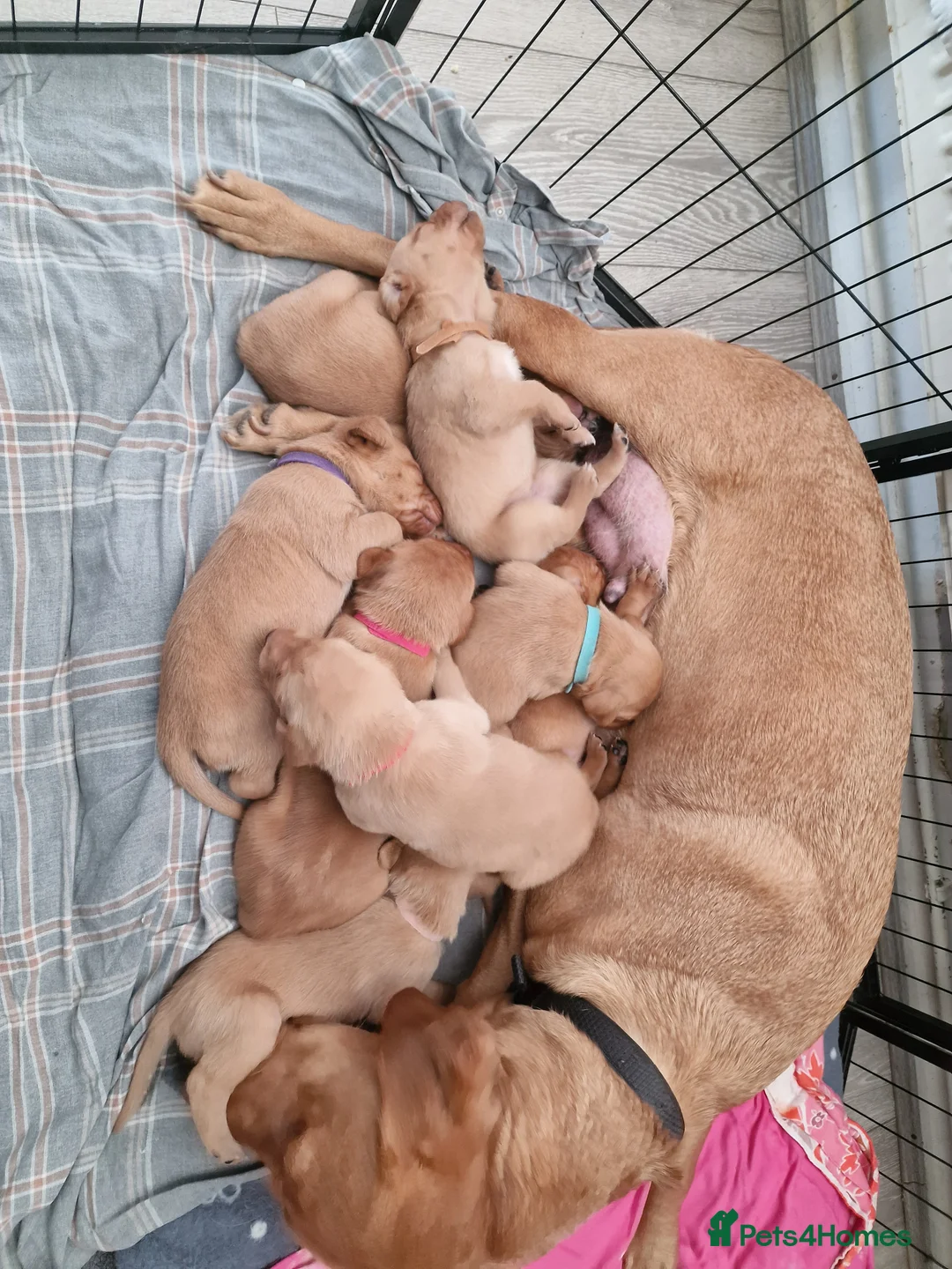 Labrador Retriever dogs for sale: Ready Now! Beautiful Red Fox Labrador Puppies - Advert 9