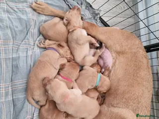 Labrador Retriever dogs Beautiful Red Fox Labrador Puppies-Born 8/01/26 - Advert 9