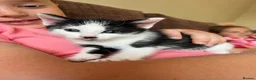 Russian Blue cats for sale: 2 x Black and white female russian blue kittens in Taunton - Advert 9