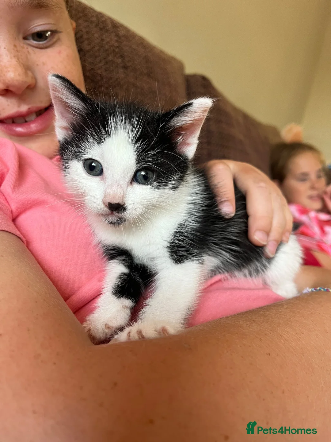 Russian Blue cats for sale: 2 x Black and white female russian blue kittens in Taunton - Advert 9