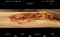 Cocker Spaniel dogs for sale: K C Reg, Show Cocker pups - Image 7