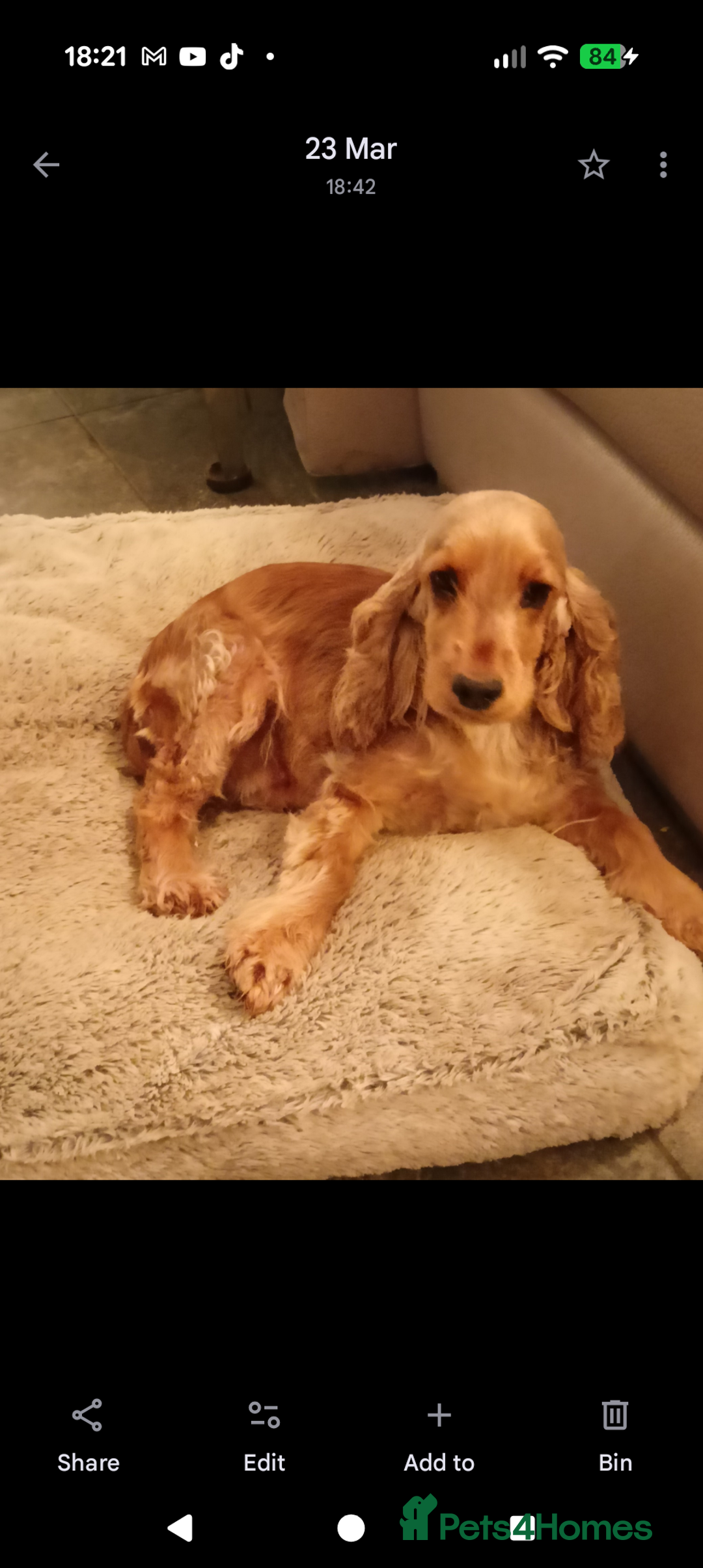 Cocker Spaniel dogs for sale: K C Reg, Show Cocker pups - Image 7