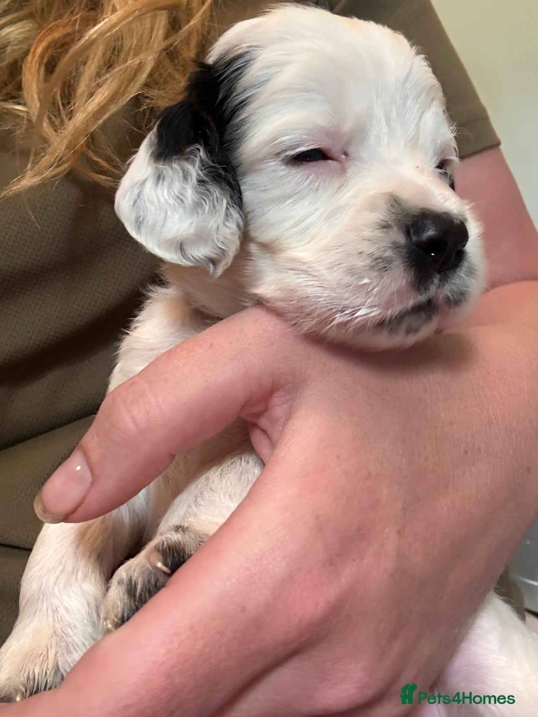 Cocker Spaniel dogs for sale: Gamekeeper bred cockers  - Image 2