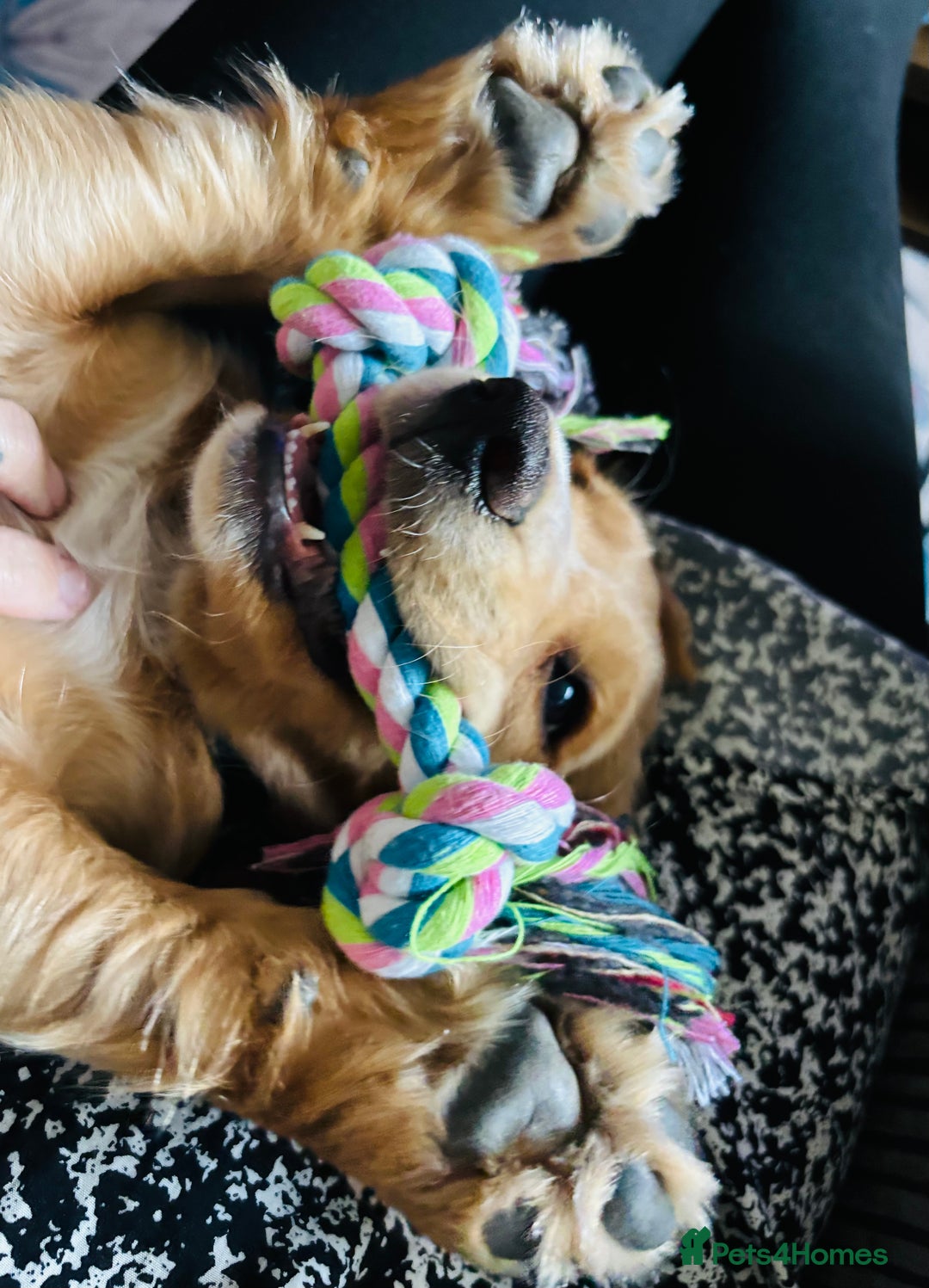 Cocker Spaniel dogs for sale: Male Working Cocker Spaniel - Advert 13