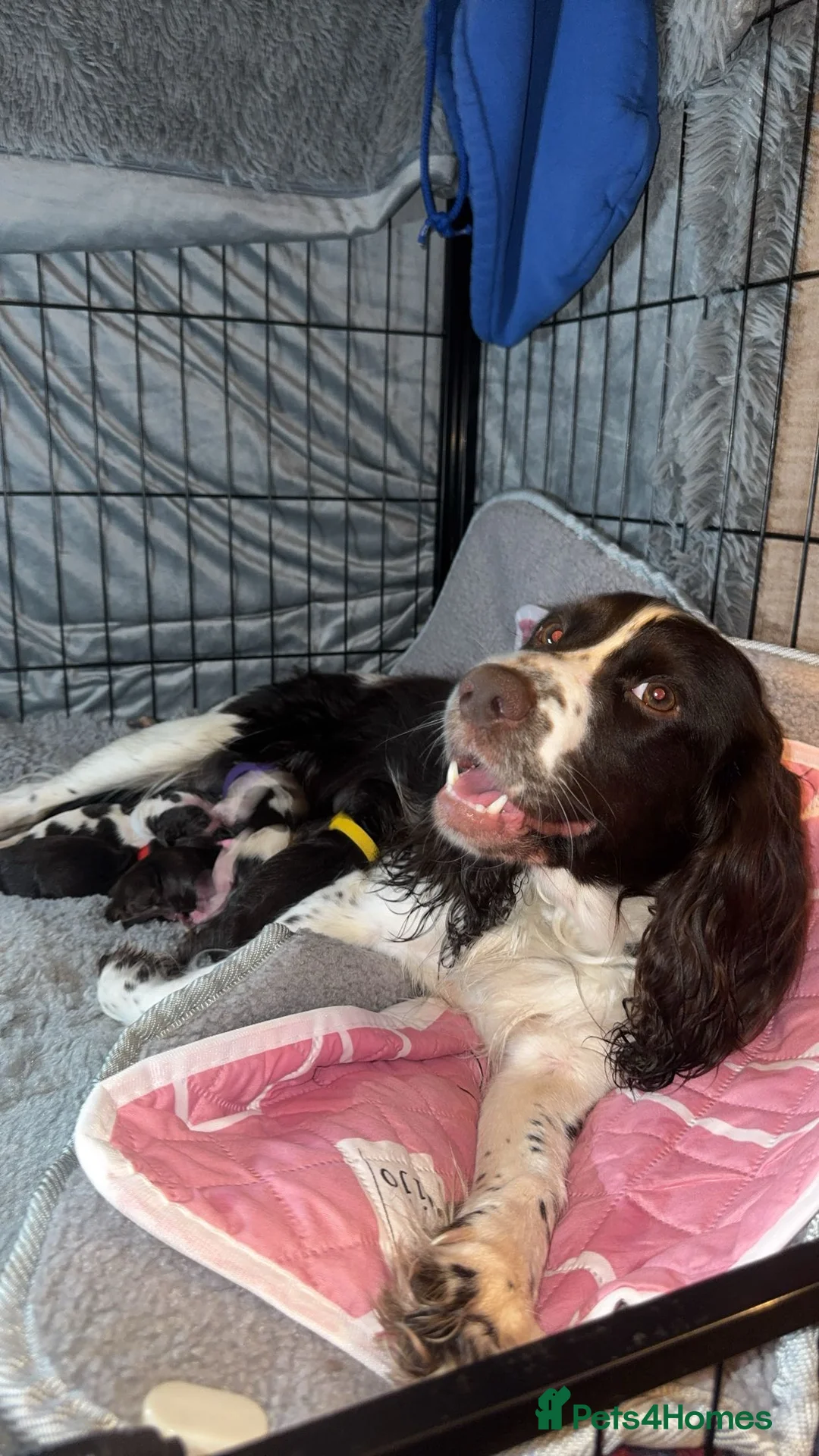 Sprocker dogs for sale: 3 gorgeous sprocker male puppies for sale  - Advert 2