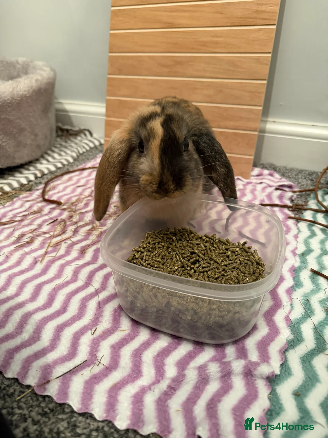 Mixed Breed rabbits for sale: Female Rabbit for Rehome - Fern - Advert 2