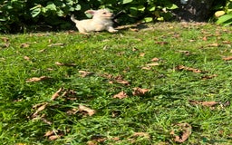 Mixed Breed dogs for sale: West highland terrier/poodle - Image 4