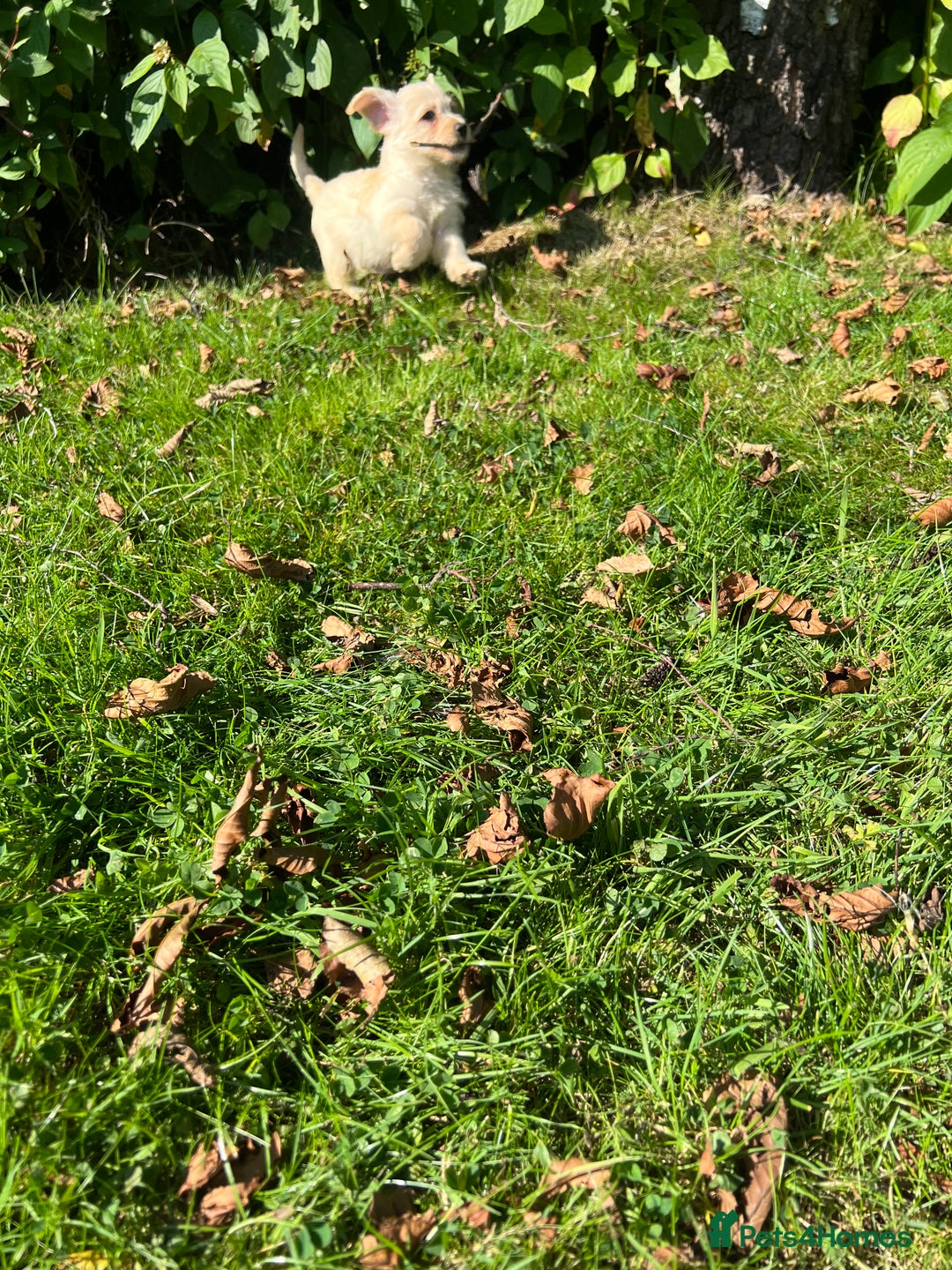 Mixed Breed dogs for sale: West highland terrier/poodle - Image 4