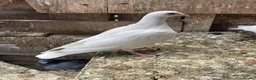 Pigeons birds for sale: WHITE RACING PIGEON  - Advert 6