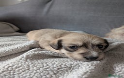 Glen of Imaal Terrier dogs for sale: Glen of Immal - Image 6