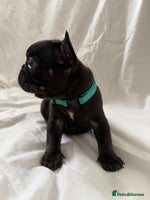 French Bulldog dogs - Advert 3