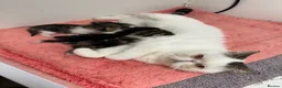 Exotic cats for sale: Brown Tabby / White Exotic  - Advert 8
