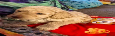Cockapoo 5