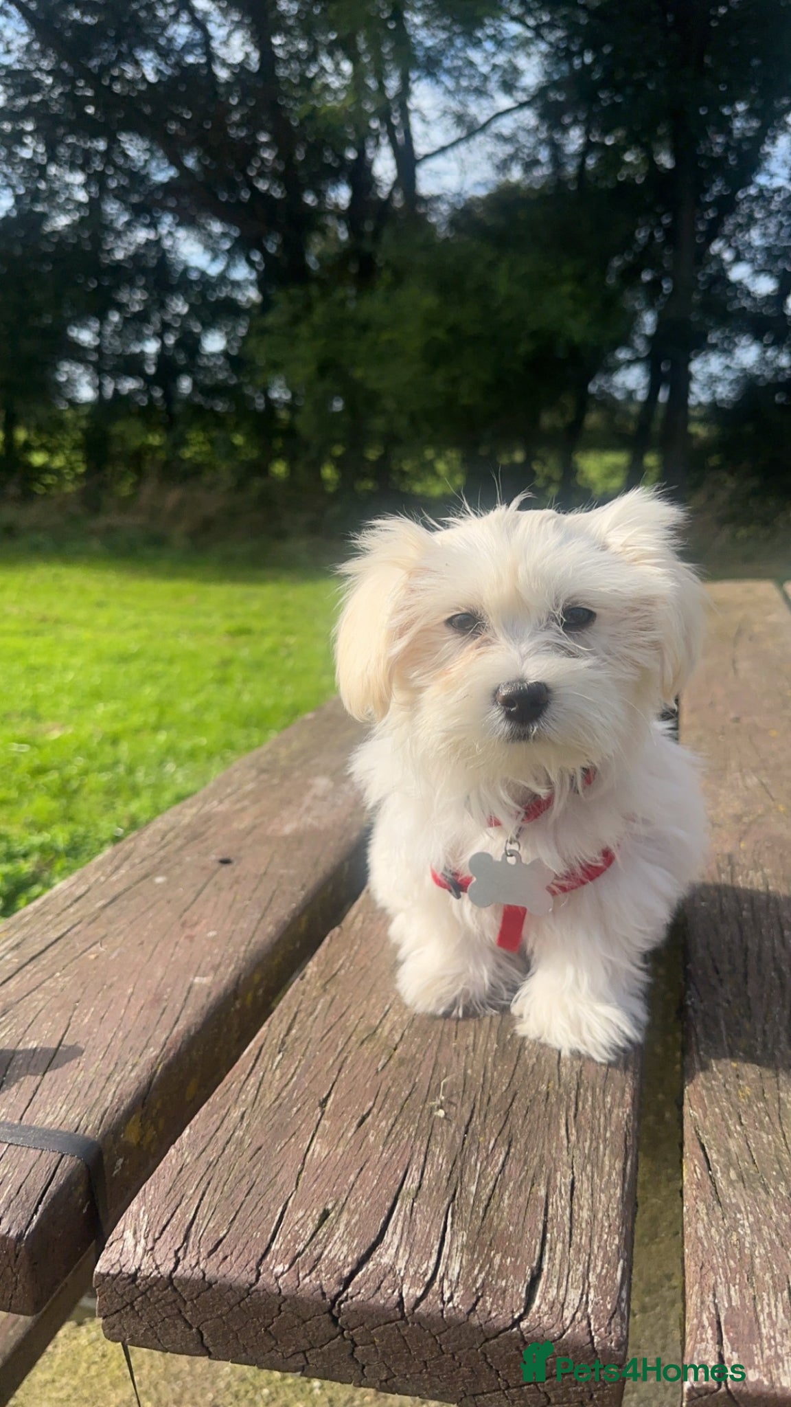 Bichon Frise dogs BEAUTIFUL puppy for sale (vacc+chip)  🐶 🐕  - Advert 1