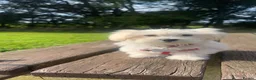 Bichon Frise dogs for sale: BEAUTIFUL puppy for sale (vacc+chip)  🐶 🐕  - Advert 1