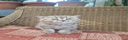 British Shorthair cats for sale: 💙ABSOLUTELY STUNNING BRITISH SHORTHAIR BOYS💙 - Advert 3