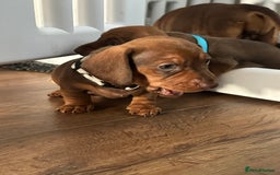 Miniature Dachshund dogs for sale: Miniature dachshund puppies - Image 10