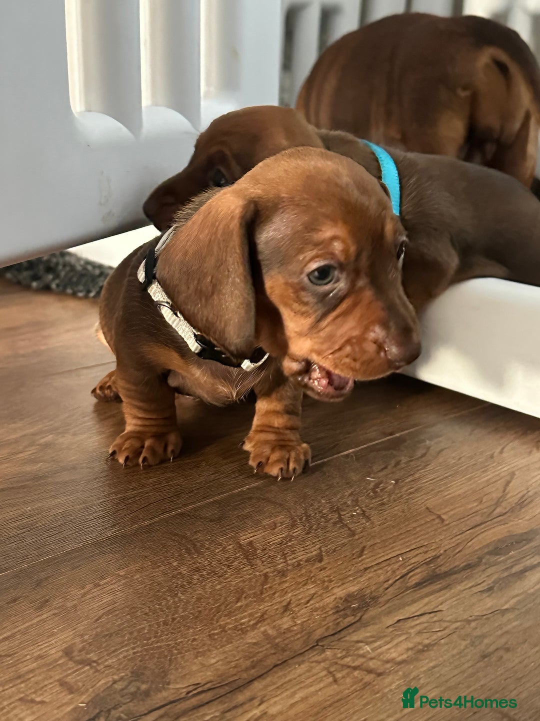 Miniature Dachshund dogs for sale: Miniature dachshund puppies - Image 10