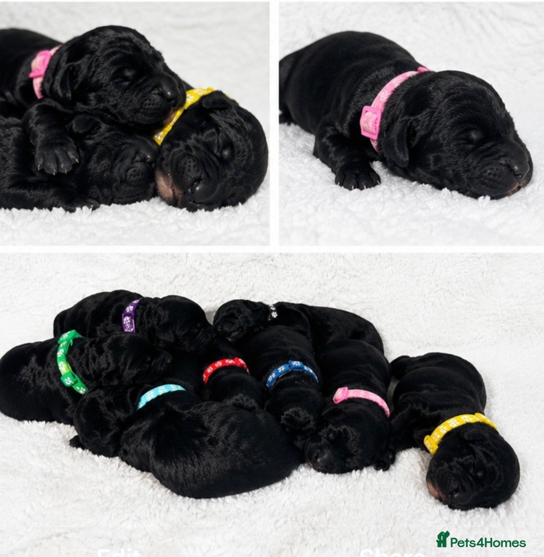 Goldendoodle dogs Beautiful F1 Goldendoodle Puppies  - Advert 4