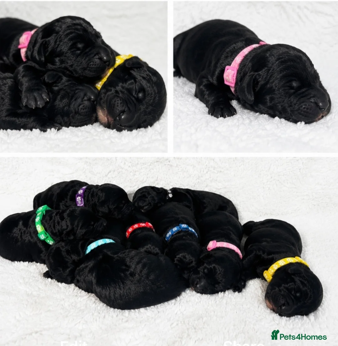 Goldendoodle dogs for sale: Beautiful F1 Goldendoodle Puppies  - Advert 1