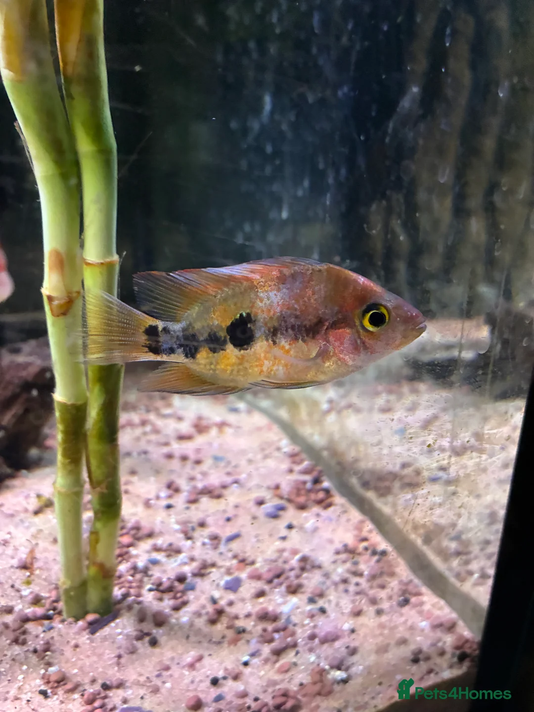 Cichlids fish for sale: Blood parrot x marble veija  - Advert 4