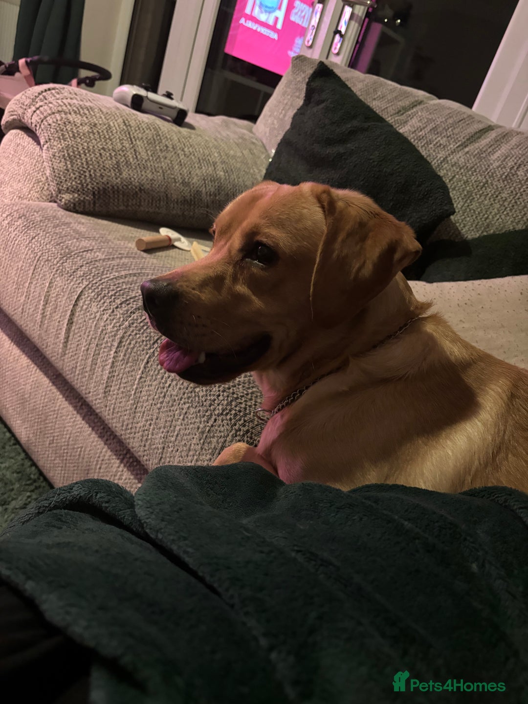 Labrador Retriever dogs for sale: Golden labrador - Advert 2