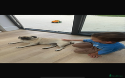 Pug dogs for sale: Chug and pug  - Image 7