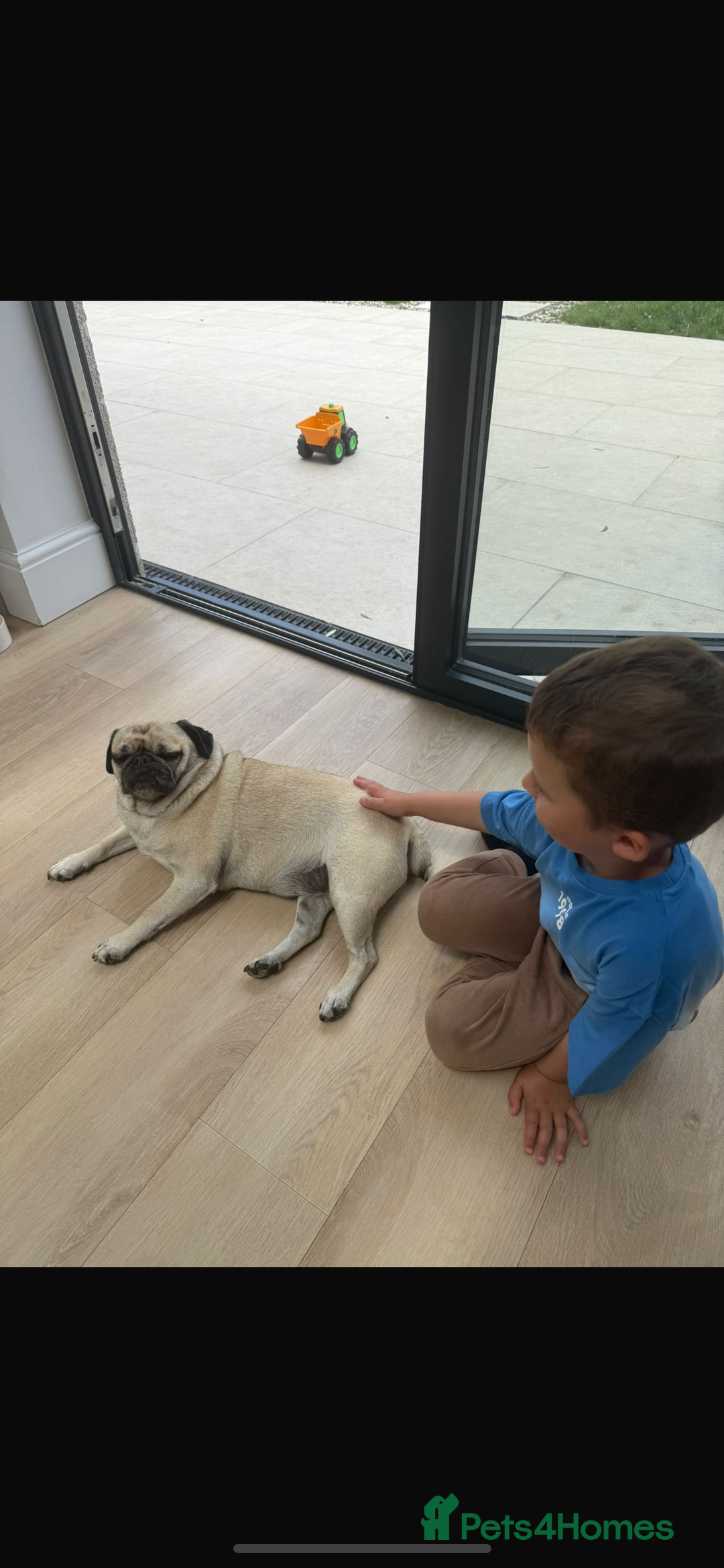 Pug dogs for sale: Chug and pug  - Image 7