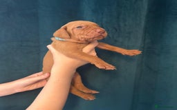 Hungarian Vizsla dogs for sale: KC Reg Hungarian Vizsla Puppies-Imported Lineage - Image 29